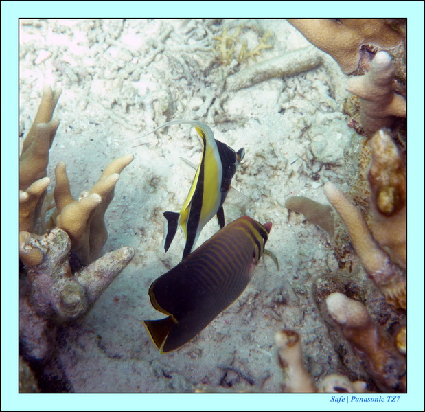 2009    07    Manatabuan 06